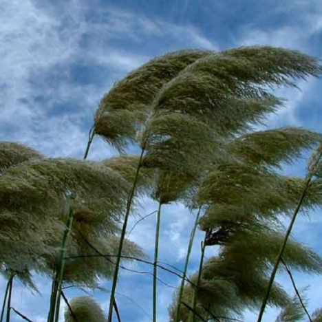 Meer wandelen voor onze hersenen. 